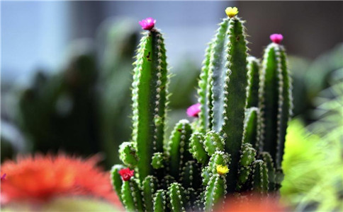 盆栽植物的害蟲(chóng)防治方法